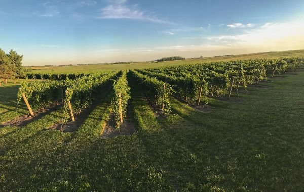 vineyard